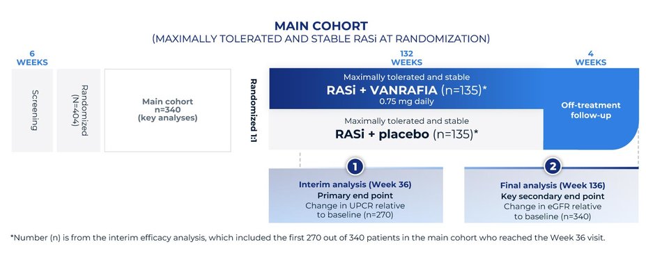 VANRAFIA was studied in patients with IgAN who were on a maximally tolerated and stable dose of RASi